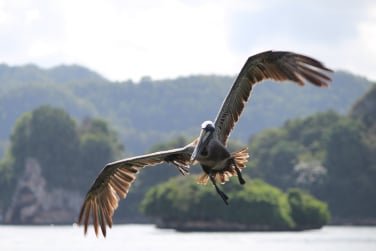 Excursión en barco al Parque Haitises de Samaná para ver cientos de especies de aves.